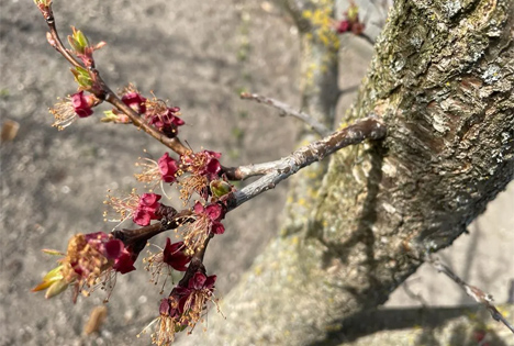 Durch Frost geschädigte Marillenblüten. Foto © Österreichische Hagelversicherung