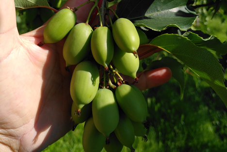 Vorbereitungen für die neue NERGI®-Kiwibeeren-Saison laufen auf Hochtouren