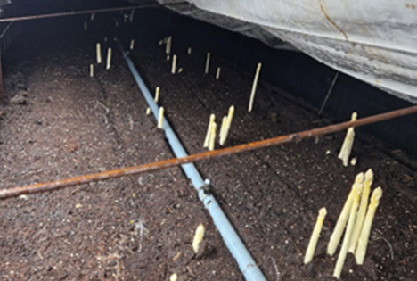 Primeur: Ersten Limburger Spargel bei Teboza geerntet