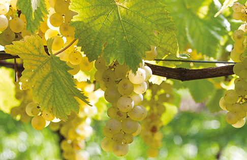 Frankreich: Chasselas de Moissac Trauben werden dieses Jahr von außergewöhnlicher Qualität sein