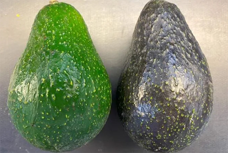 Avocados unreif vs. reif BL516 und reif vs. unreif. Foto © UCR