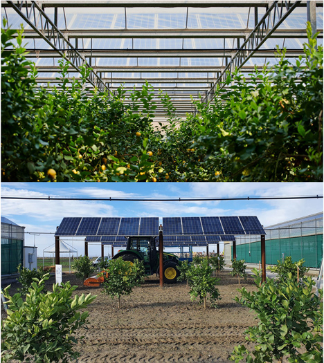 © Images courtesy of EF Solare Italia - Greenhouse and Agri-PV Prototype in Scalea (Italy)