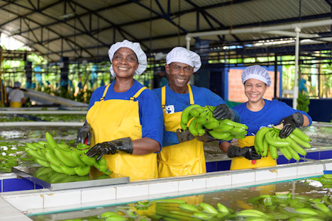 Uniban Bananenernte in Kolumbien