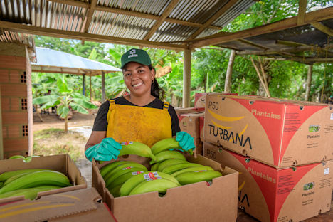 Verpacken der Uniban Bananenmarke Turbana