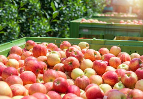 Peru exportierte im März 265 Tonnen Äpfel - Rückgang von 84 %
